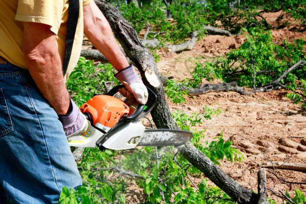 Best Tree Clearing Services  in USA